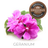 Aromflaska Geranium 500 ml